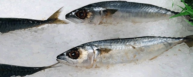 草鱼喜欢吃什么食物