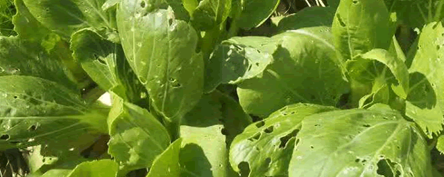 白菜什么时候种