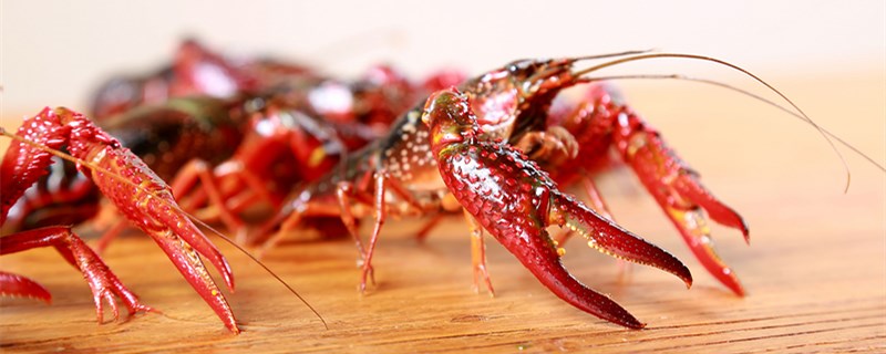 龙虾能和什么混养