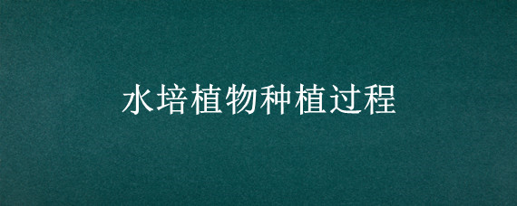 水培植物种植过程