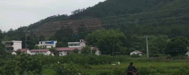 白飞虱用什么农药