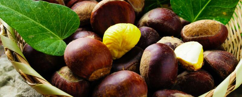 板栗是果实还是种子