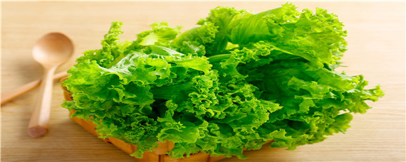 生菜种植间距行距