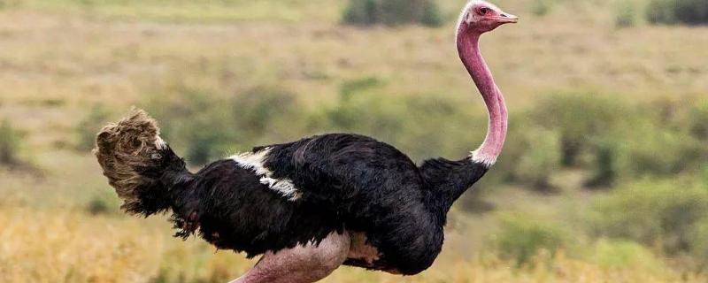 养鸵鸟需要办理什么手续鸵鸟养大了干嘛用
