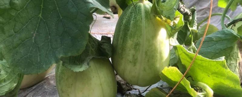 大棚甜瓜温度管理技术温度合适的情况下可以自己结果吗