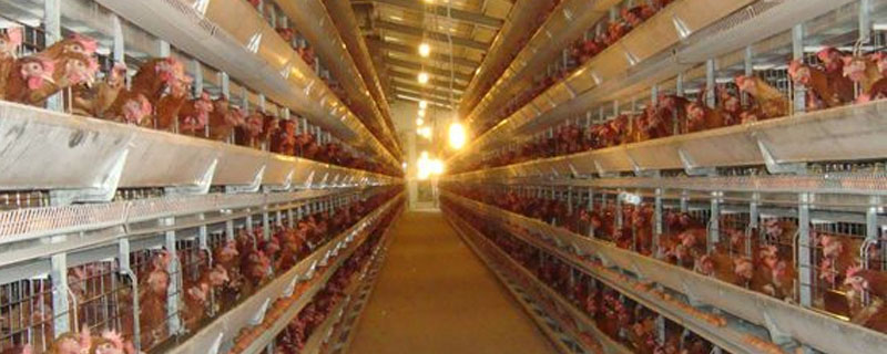 蛋鸡感冒防治技术