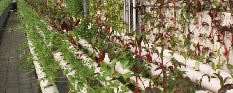 发展现代农业的基本要求是什么未来农业发展趋势