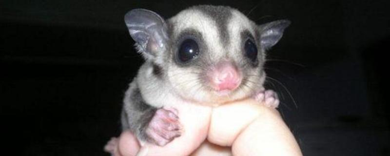 蜜袋鼯怎么分辨几个月蜜袋鼯怎么分辨公母
