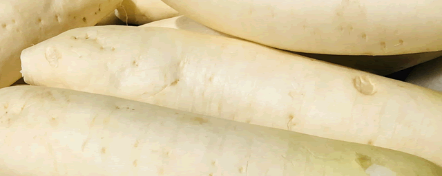 白萝卜亩产量多少斤