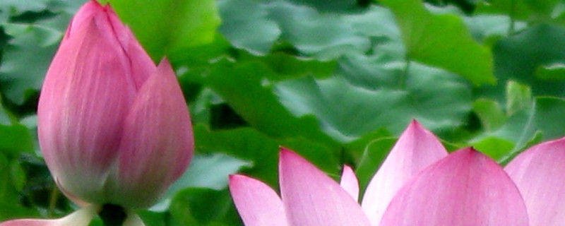 荷花冬天放在室内能开花吗？荷花冬天放室内会开么