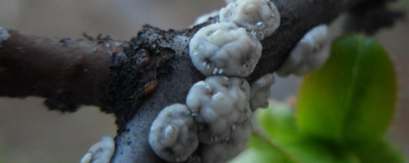 蚧壳虫怎样才能彻底消灭是什么原因导致的
