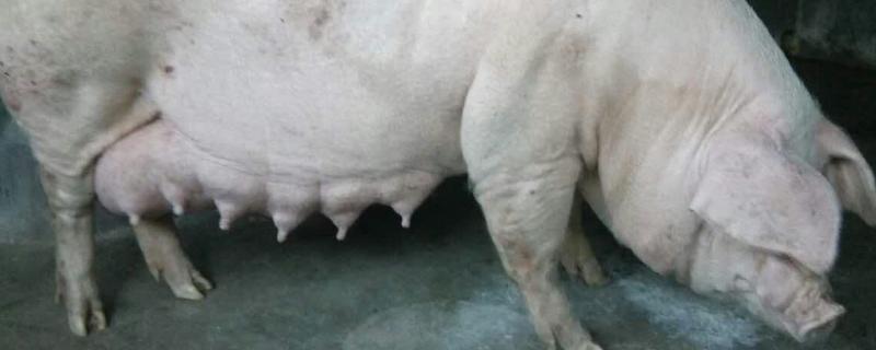 母猪产前几天减料最佳产前有什么症状