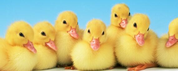 1—7天鸭苗喂什么药