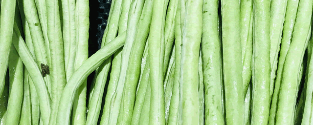 豆角种植到成熟多少天