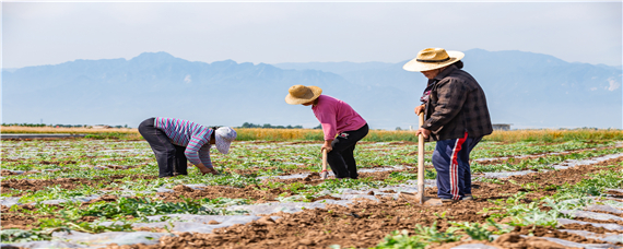 西瓜病虫害有哪些