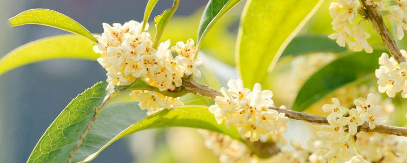 桂花是什么科的植物