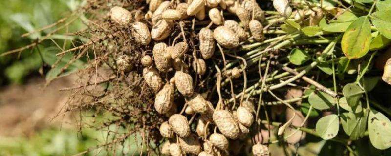 花生种植行距和株距种植后几天可以浇水