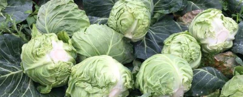 包菜种植技术和种植时间附种植成本和利润