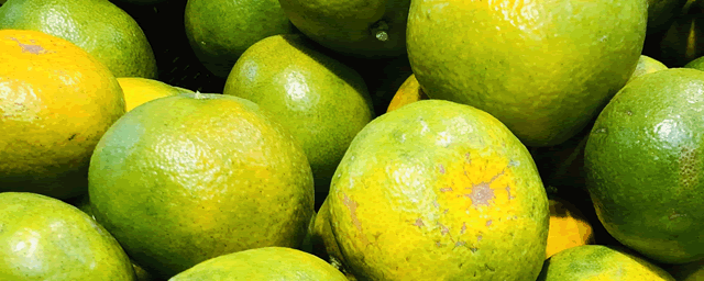 柑橘卷叶是什么病