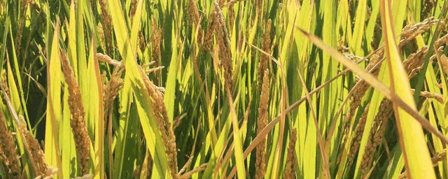 水稻田使用除草剂五注意