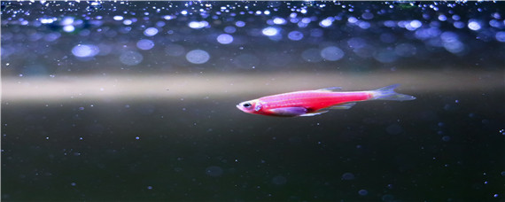 群养斑马鱼会自行繁殖吗