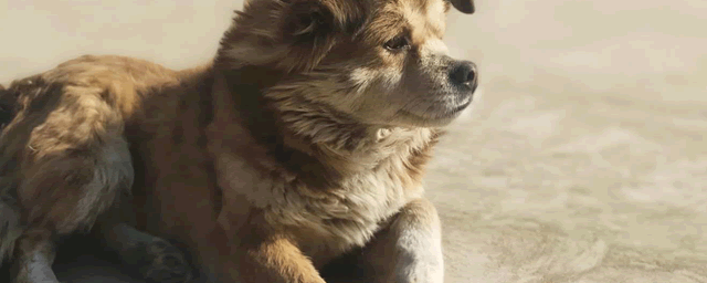 怎么辨认狗狗要驱虫了