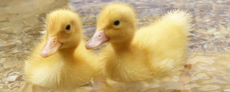 小鸭有什么特点和本领小鸭爱吃什么