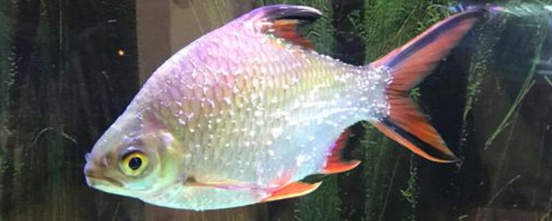 泰国鲫鱼能长多大