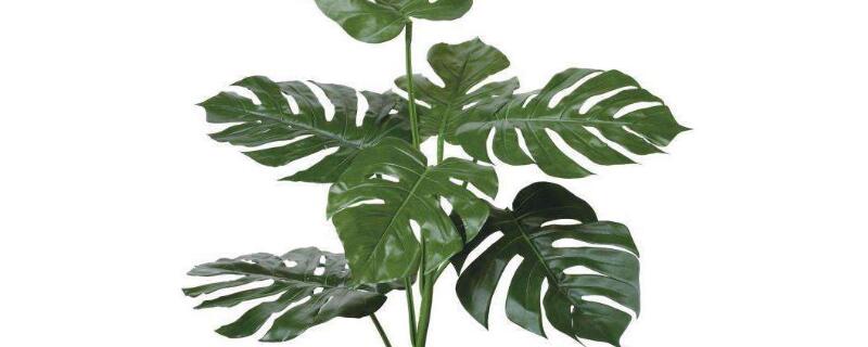 龟背竹病害怎么治