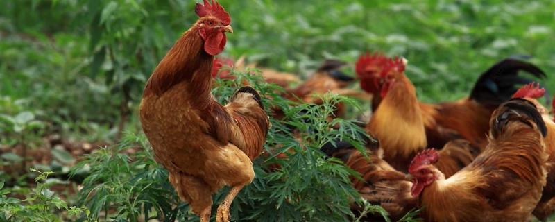 母鸡需要公鸡才能下蛋吗?鸡下双黄蛋是什么原因