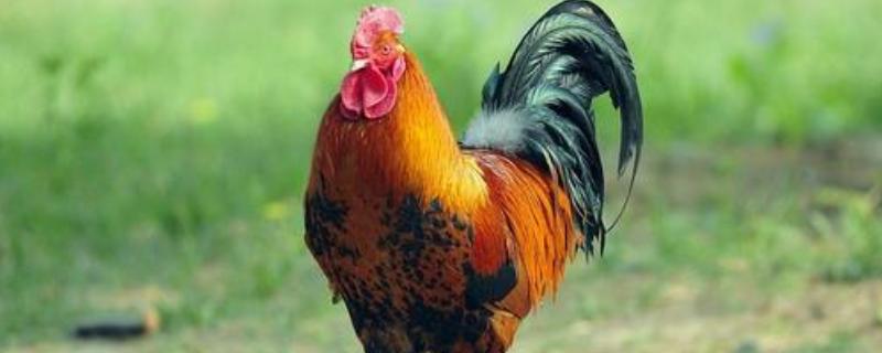 冬天鸡第一次打鸣几点公鸡半夜两点打鸣怎么回事