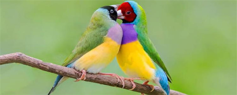 七彩鸟怎么养
