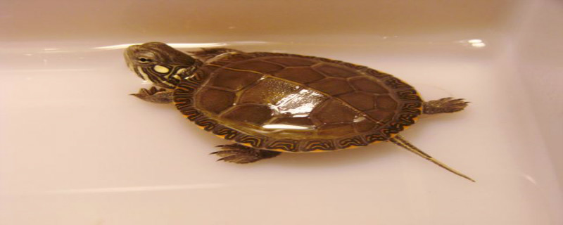 东锦龟怎么过冬