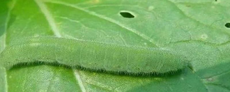 病虫害防治措施有哪些怎么用草木灰防治病虫害