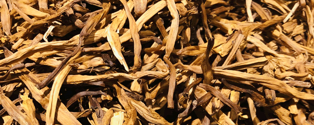 岩白菜的功效与作用有哪些