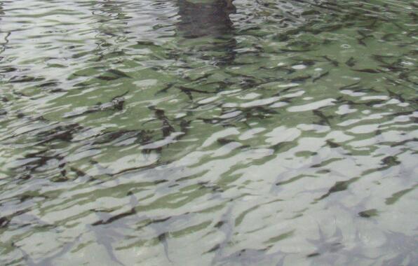 鲟鱼能和什么鱼混养