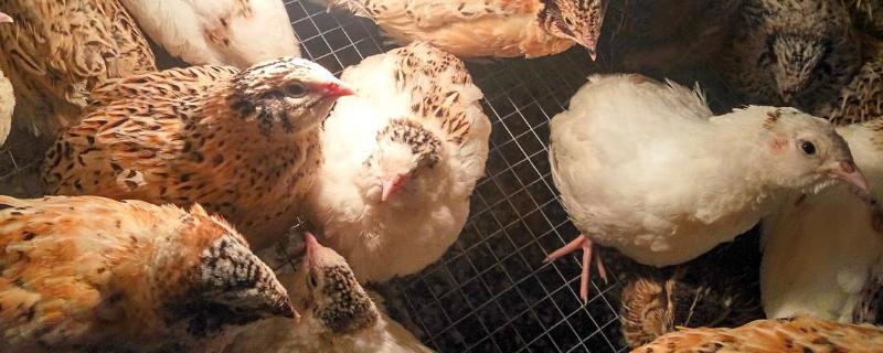 鹌鹑会飞吗能飞多高鹌鹑飞走了会回来吗