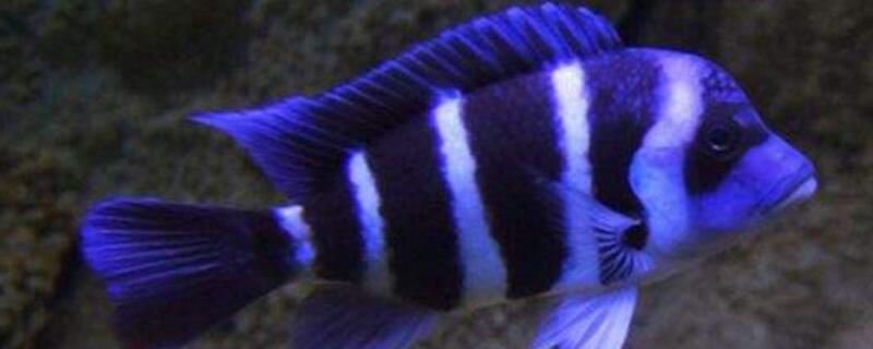 六间鱼和什么鱼混养