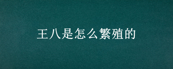 王八是怎么繁殖的