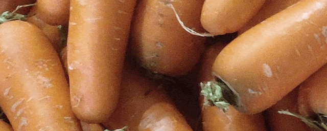 自家怎样种胡萝卜