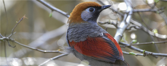 画眉鸟喂什么料耐打