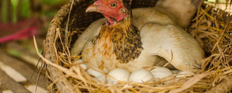 母鸡吃什么容易下蛋为什么天冷了鸡就不下蛋了