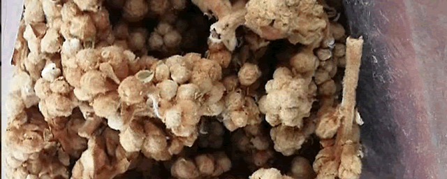 枇杷新叶有毒吗