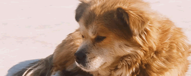 幼犬一天喂几次