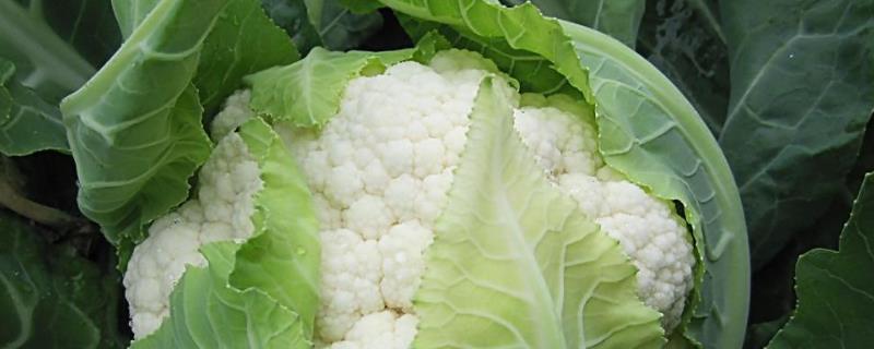 花椰菜种植时间及高产栽培技术种植间距多少合适