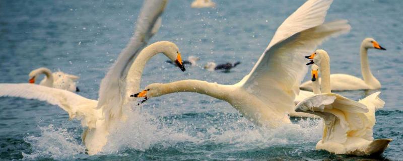 晚上鹅叫唤预兆什么是什么原因导致的