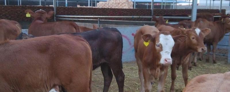 养殖不用报批手续畜禽养殖污染防治管理办法