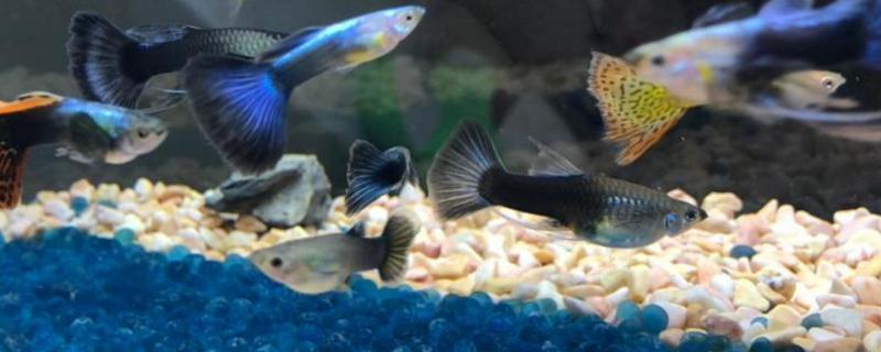 孔雀鱼水泵太强会不会累死养孔雀鱼水温多少合适