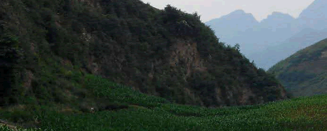 玉米抽雄是什么意思