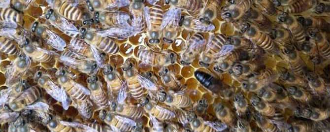 收回来的蜜蜂失王了怎么办？